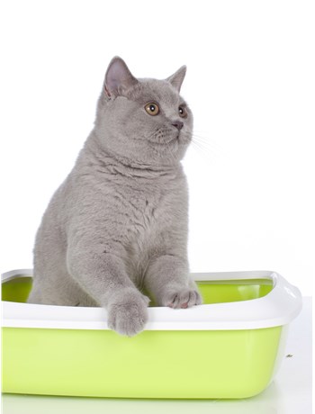 It is the key to create a comfortable toilet environment for cats and to know how often to change cat litter.